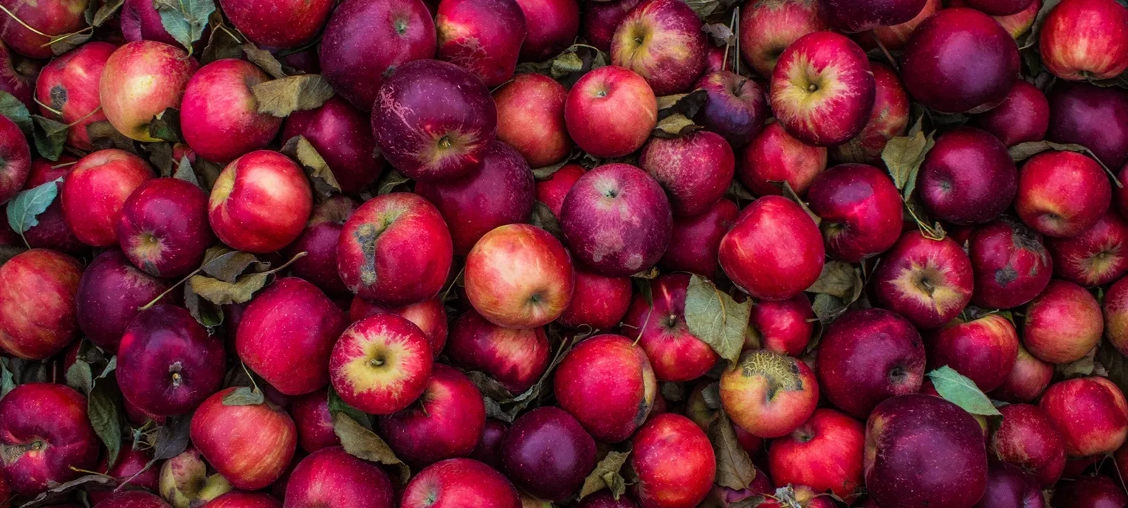 Более 30 приложений <br> для Mac